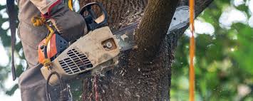 How Our Tree Care Process Works  in  Reamstown, PA